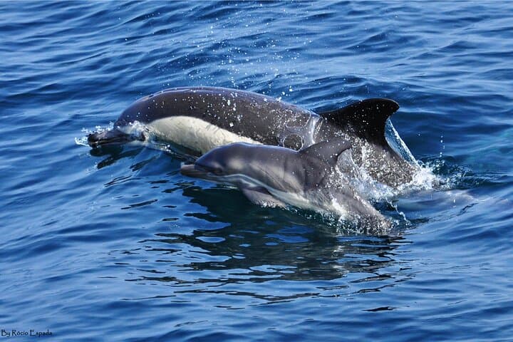 Gibraltar Dolphin-Watching Excursion from Malaga — Boat Tour & Gibraltar Visit photo 3