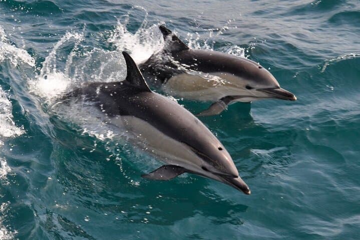 Gibraltar Dolphin-Watching Excursion from Malaga — Boat Tour & Gibraltar Visit photo 6