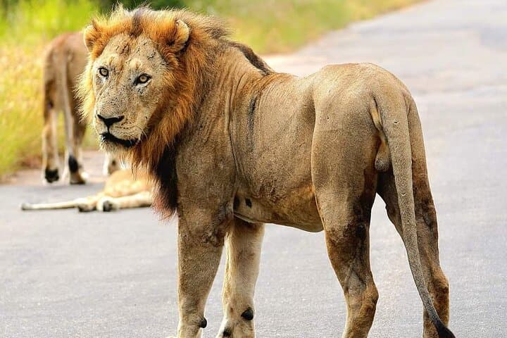 4-Day Kruger Safari from Hazyview — Big Five, Blyde River Canyon & Sabi Sand