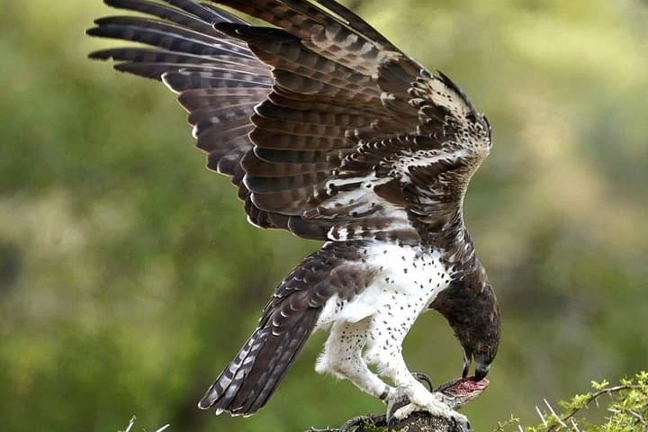 4-Day Kruger Safari from Hazyview — Big Five, Blyde River Canyon & Sabi Sand photo 3