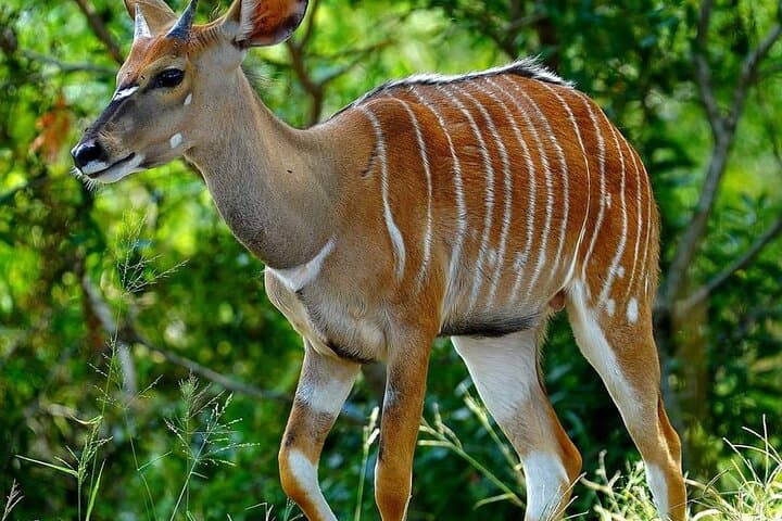 4-Day Kruger Safari from Hazyview — Big Five, Blyde River Canyon & Sabi Sand photo 4