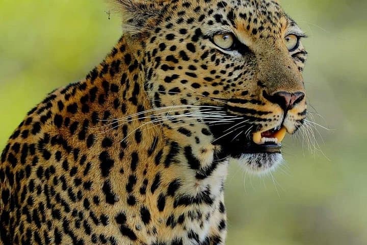 4-Day Kruger Safari from Hazyview — Big Five, Blyde River Canyon & Sabi Sand photo 5