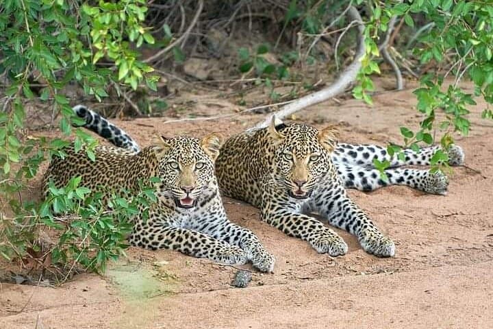 4-Day Kruger Safari from Hazyview — Big Five, Blyde River Canyon & Sabi Sand photo 6