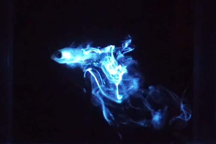 Bonaire Bioluminescent Night Snorkeling: See Ostracods Light Up the Sea photo 5