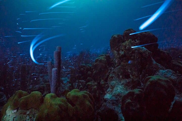 Bonaire Bioluminescent Night Snorkeling: See Ostracods Light Up the Sea