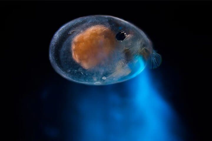 Bonaire Bioluminescent Night Snorkeling: See Ostracods Light Up the Sea photo 4