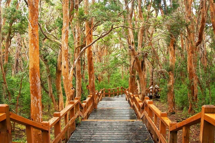 3-Day Bariloche: Victoria Island, Arrayanes Forest & Circuito Chico from Buenos Aires photo 3