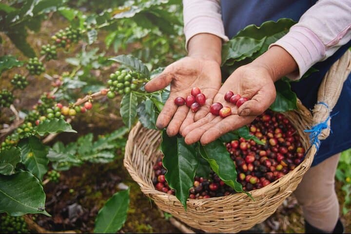 Guatape Canyoning and Coffee Tour — Rappels, River Pools & Plantation Tasting photo 6