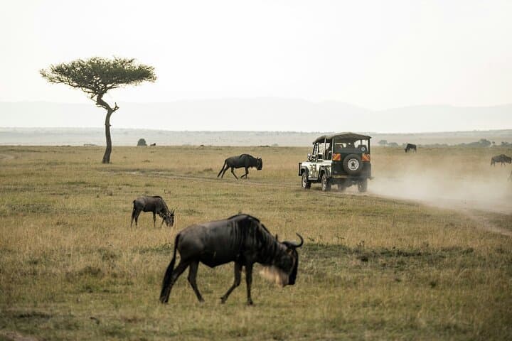 7-Day Kenya Safari: Nairobi to Amboseli, Naivasha, Nakuru & Maasai Mara