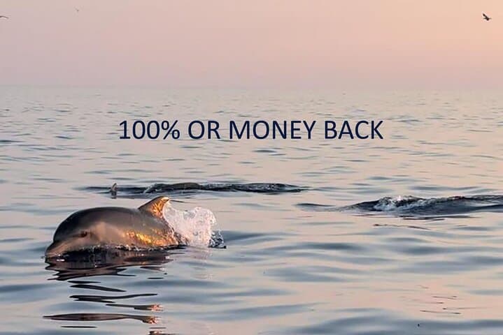Rovinj Dolphin Sunset Speedboat Adventure
