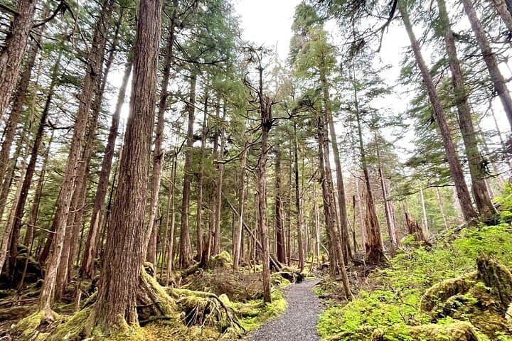 Guided Tongass National Forest Hike from Sitka — Eagles, Salmon & Tlingit Stories photo 6
