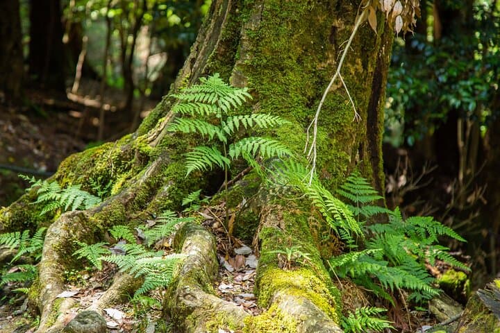 Kurama to Kibune Sacred Hike — Guided Kyoto Day Tour photo 6