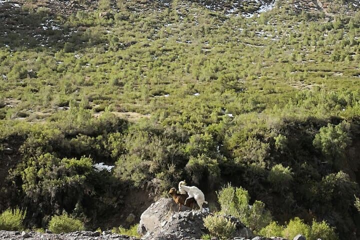 Maipo Canyon Private Guided Tour from Santiago with Winery Visit photo 4