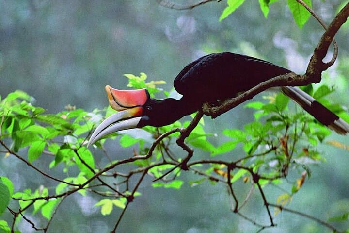 Bako National Park Tour: Rainforest Wildlife & Coastal Trails from Kuching photo 5