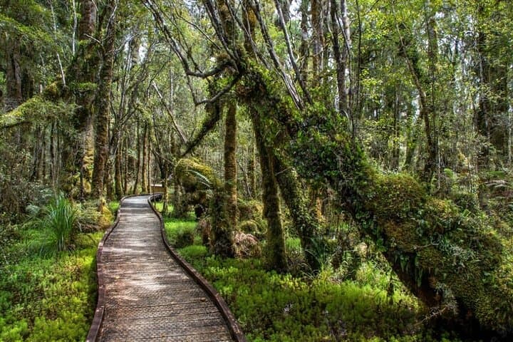 Christchurch to Franz Josef via Hokitika: West Coast One-Day Small-Group Journey photo 2