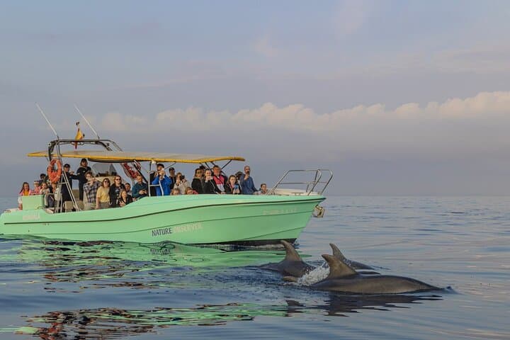 Mallorca Dolphin Watching from Port Alcudia — Small‑Group Morning Boat Tour photo 6