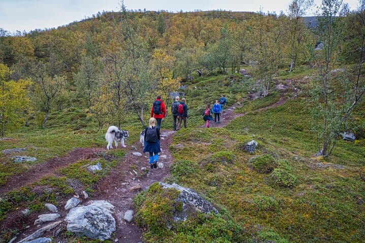Half-Day Hike to Orvvosfossen Waterfall from Alta: Forest Trails & River Views photo 3