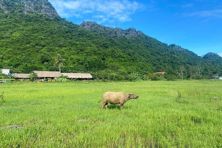 Cat Ba & Lan Ha Bay 2-Day Adventure — Trek, Kayak, Bioluminescent Night photo 4
