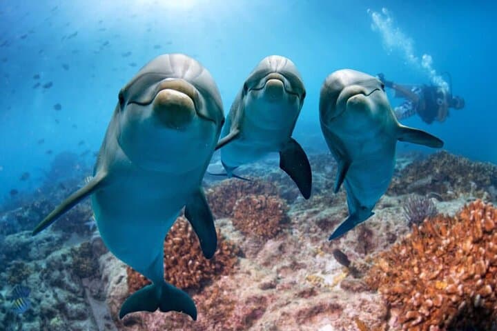 Samadai Reef Dolphin House: Day Trip Snorkeling & Diving from Marsa Alam photo 2