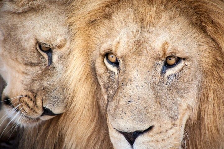 Aquila Big 5 Safari: Full-Day Game Drive from Cape Town