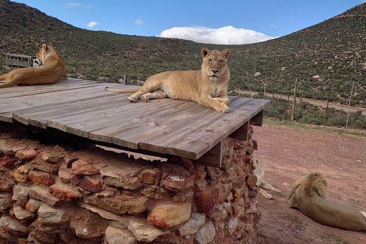 Aquila Private Game Reserve Day Safari from Cape Town with Wine Tasting photo 6