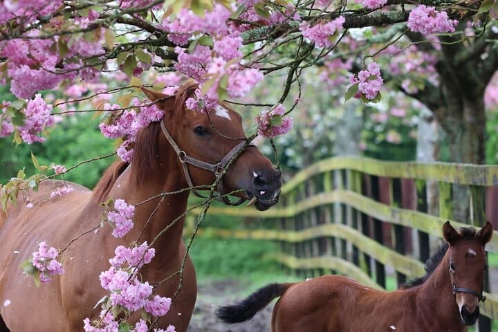 Irish National Stud & Gardens — Skip-the-Line Guided Entry to Racehorses & Japanese Gardens photo 2