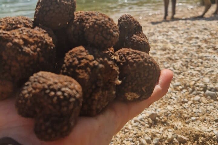 Velebit Truffle Hunt with Trained Dogs and Brunch photo 5