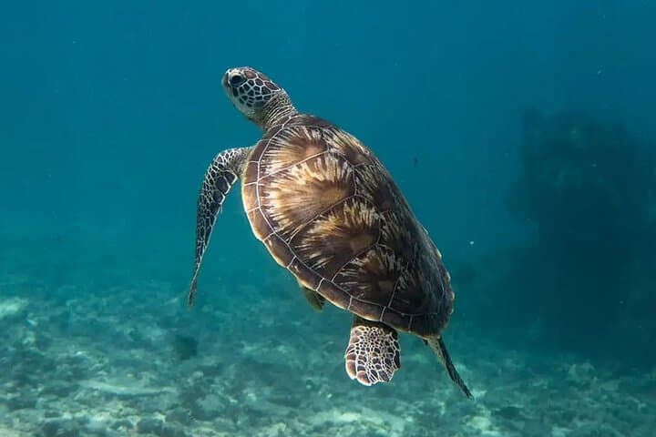 North Mauritius Turtle Encounter: Private Snorkel Tour with Red Roof, Lunch & Port Louis Market