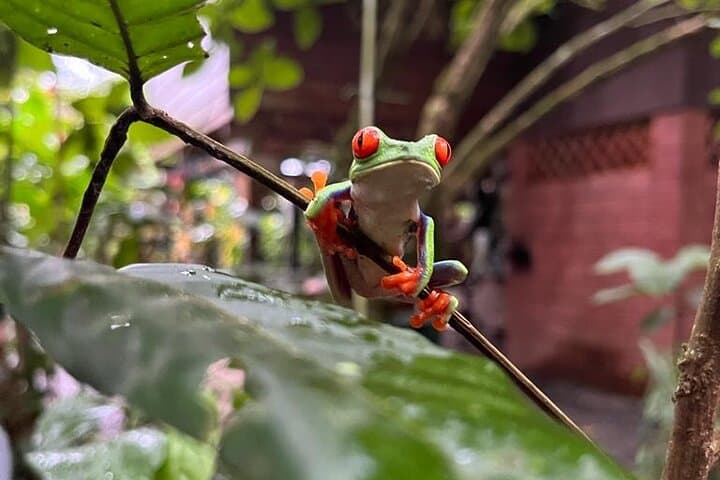 La Pierella Rainforest Walk & Chocolate Experience in Sarapiquí