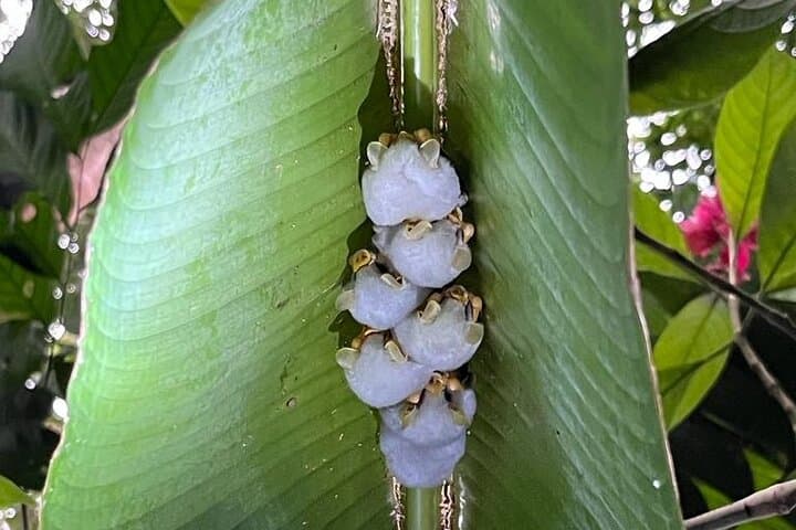 La Pierella Rainforest Walk & Chocolate Experience in Sarapiquí photo 4