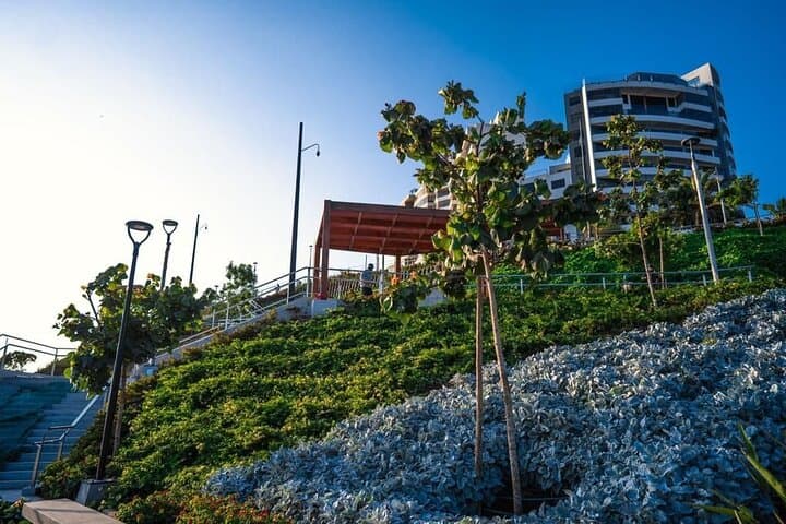 Lima Birdwatching & Landscaping Tour: El Olivar to Miraflores Cliffs photo 4