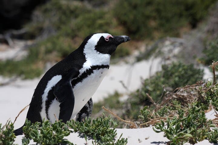 Cape Peninsula Private Tour: Boulders Beach Penguins, Chapman's Peak & Cape Point photo 3