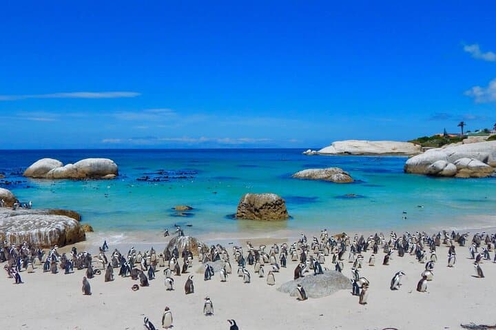 Cape Peninsula Private Tour: Boulders Beach Penguins, Chapman's Peak & Cape Point photo 5