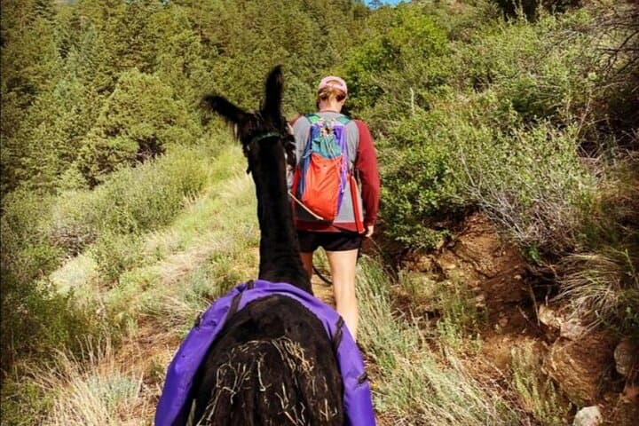 Guided Llama Hike in the Rocky Mountains — Near Denver photo 3