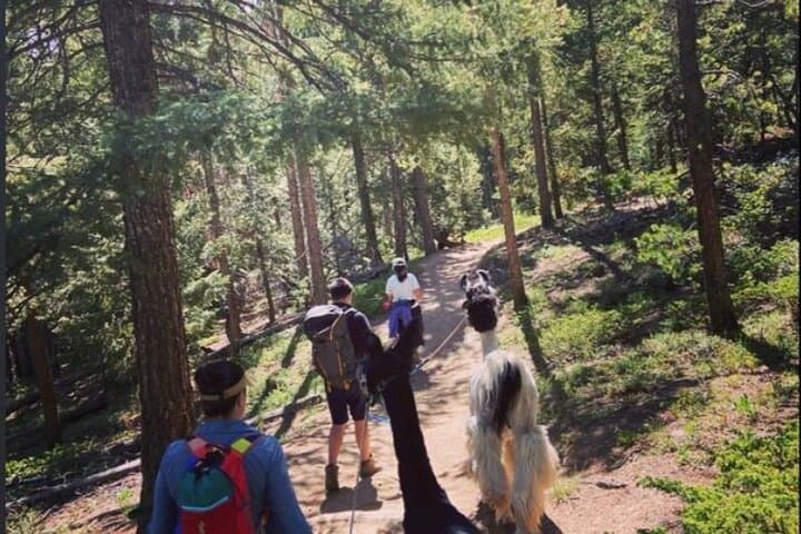 Guided Llama Hike in the Rocky Mountains — Near Denver photo 2