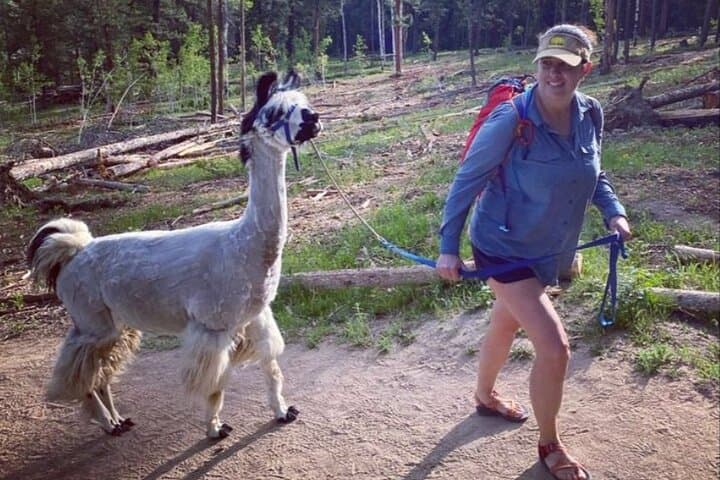 Guided Llama Hike in the Rocky Mountains — Near Denver photo 5