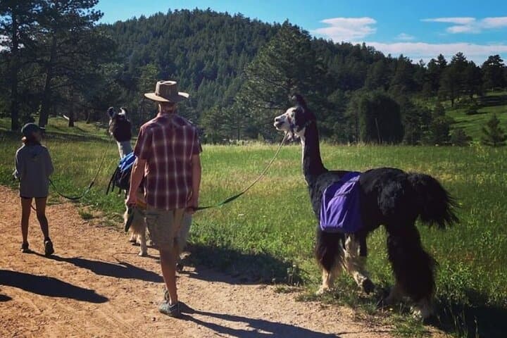 Guided Llama Hike in the Rocky Mountains — Near Denver