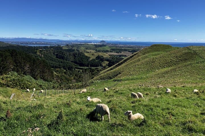 Short Hike Tour: Papamoa Hills & McLaren Falls — Tauranga Coastal Views photo 2
