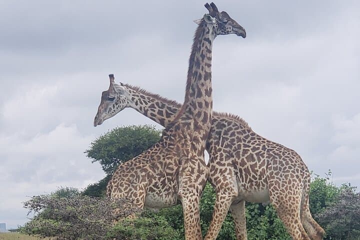Early Morning Nairobi National Park Safari and Giraffe Centre Tour: A Wildlife Experience on Nairobi's Doorstep photo 4
