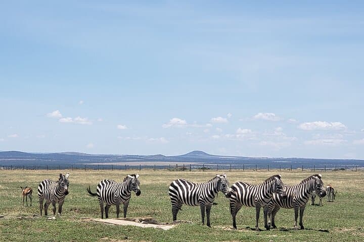 Early Morning Nairobi National Park Safari and Giraffe Centre Tour: A Wildlife Experience on Nairobi's Doorstep photo 5