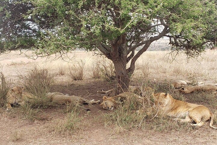 Early Morning Nairobi National Park Safari and Giraffe Centre Tour: A Wildlife Experience on Nairobi's Doorstep photo 6