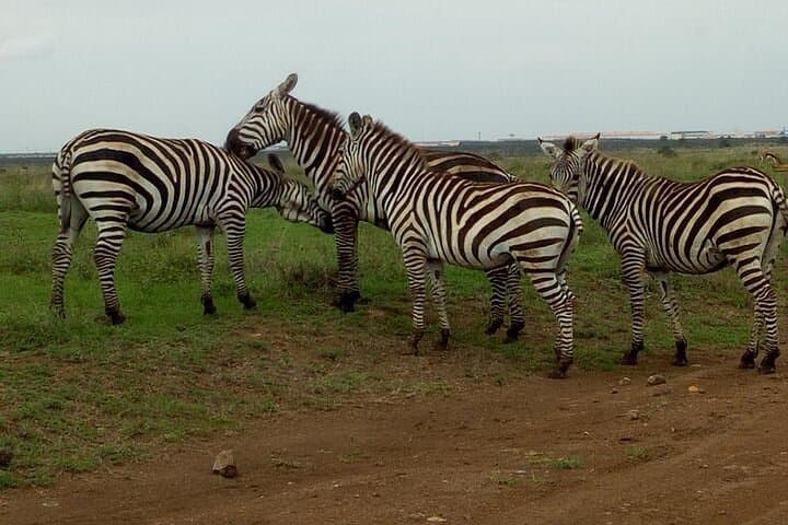 Half Day Nairobi National Park Tour: Wildlife Adventure on the City’s Edge