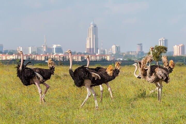 Half Day Nairobi National Park Tour: Wildlife Adventure on the City’s Edge photo 3