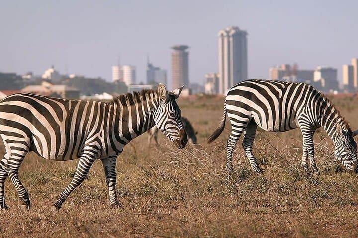 Half Day Nairobi National Park Tour: Wildlife Adventure on the City’s Edge photo 4