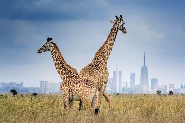 Half Day Nairobi National Park Tour: Wildlife Adventure on the City’s Edge photo 5