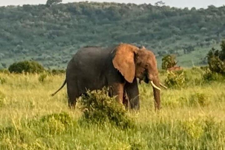 4-Day Private Maasai Mara Safari — Big Five, Migration & Maasai Culture photo 3
