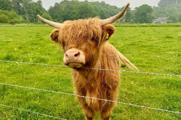 Private Inverness Highlands Tour — Loch Ness, Culloden, Clava Cairns & Distilleries photo 1