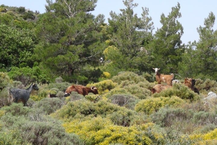 East Crete Jeep Safari: Afentis Summit, Ancient Olive & Tholos Bay photo 4