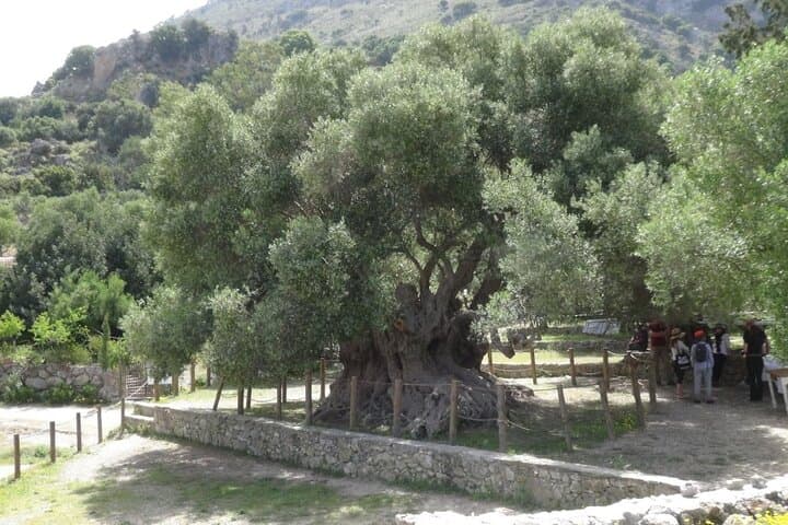 East Crete Jeep Safari: Afentis Summit, Ancient Olive & Tholos Bay photo 6