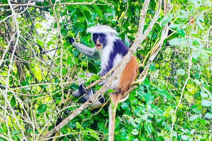 Matemwe Afternoon Dolphin Cruise, Jozani Forest & Kuza Cave Tour photo 2